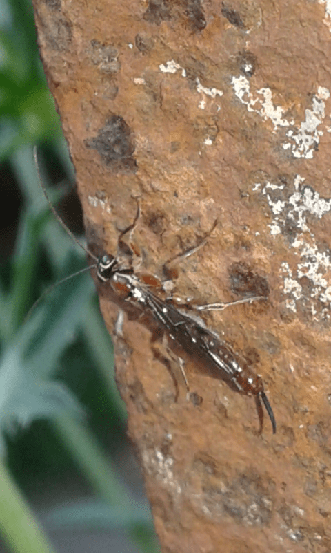 Ichneumonidae ; forse Clistopyga sp.?